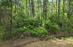 279 County Road 53, Skipperville, AL 36374
