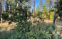 18371 Pine Tree Way, Mountain Ranch, CA 95246