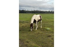 32801 Us Highway 441n Lot 166, Okeechobee, FL 34972