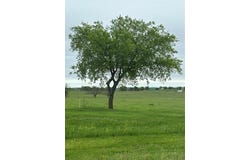 Tbd -4 Fm 1198, Muenster, TX 76252