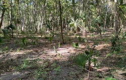 SE 130TH STREET, BELLEVIEW, FL 34420