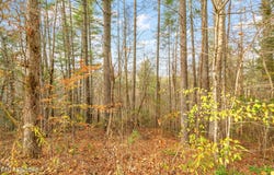 167 Balfour Drive, Harriman, TN 37748