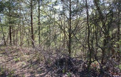 Gumbo Woods lot: #25, Shell Knob, MO 65747