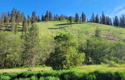 Tbd Twisted Tree Lane, Peck, ID 83545