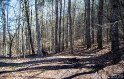 Grapevine Road, Marshall, NC 28753