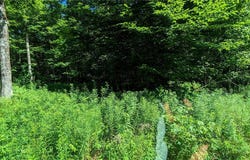 214 Larchwood Lane, Laurens, NY 13796