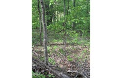 Lot 13a Sugar Maple Loop Road, Sevierville, TN 37862