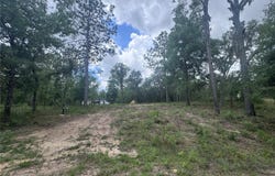 NE 16TH Place, WILLISTON, FL 32696