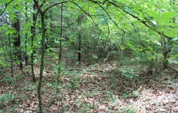 426, Dardanelle, AR 72834
