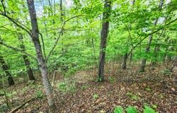 208 Sara Lane, Maynardville, TN 37807