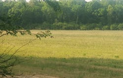 0 County Rd 6, Tract A, Selma, AL 36701