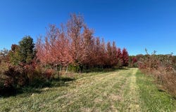 0 Kelley (30+/- Acres) Lane, Jonesburg, MO 63351