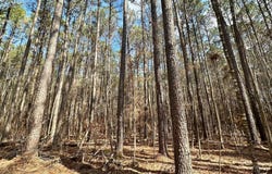 7 Cut Off Road, Carthage, MS 39051