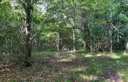 Hwy 28, Jonesville, LA 71343
