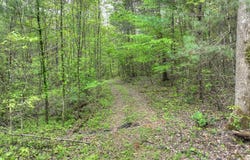 Lot 14 Watersong Trail, Ellijay, GA 30540