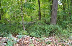 Chowanec Road, Columbia, CT 06237