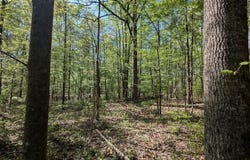 HWY 145, Saltillo, MS 38866