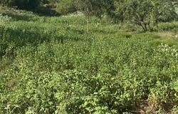 County Road 3254, Mount Calm, TX 76673