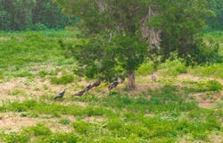 1882 County Road 4419, Brundidge, AL 36010