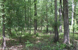 Vine Drive, Brandon, MS 39047