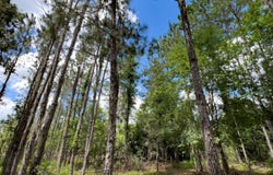 005 Brushy Hammock, Mayo, FL 32066