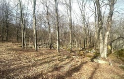 Aster Circle lot: 216, Terra Alta, WV 26764