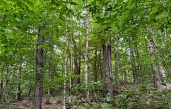 70 Fox Brook Rd, Redfield, NY 13437