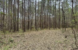 Robinson Rd, Canton, MS 39046