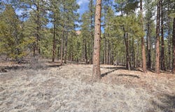 Cool Pines lot: 49A, Jemez Springs, NM 87025
