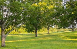 32+/- acres Hesters store road, Red Level, AL 36474