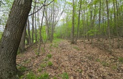 344 Whaupaunaucau Rd, Norwich, NY 13815