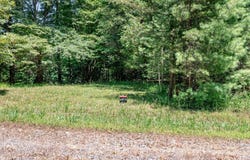 Lot 3 Rocking Chair Ridge, Mineral Bluff, GA 30559