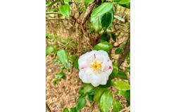 0 Dogwood Drive, Jackson, AL 36545