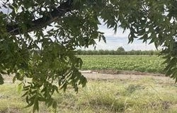 850 W Joy Drive, Anthony, NM 88021