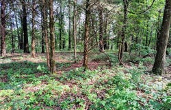 Taylor Barnett  RD, Garfield, AR 72732