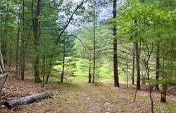 Columbine, Baldwin, MI 49304