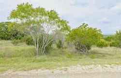 120 Grey Fox LN, Bertram, TX 78605