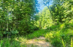 0 Low Gap Road, Robbins, TN 37852
