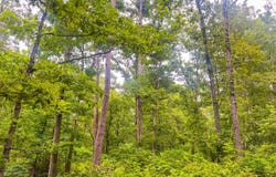 Y-617, Birch Tree, MO 65438