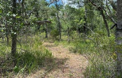 4336 Jody Morgan Rd, Steinhatchee, FL 32359