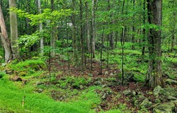 Lot 461 W Creek View Drive, Clifton Township, PA 18424