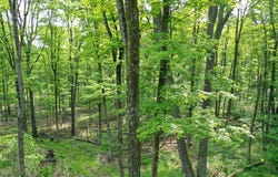 000 Canada Hollow Road, Millport, PA 16748