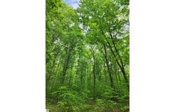 10 Acres VL Wildwood, Mancelona, MI 49659