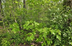 Sutherland Drive, Helenwood, TN 37755
