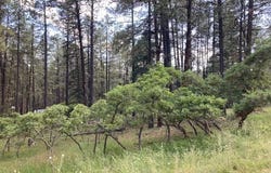 Tbd Brazos Lodge Estates, Tierra Amarilla, NM 87575