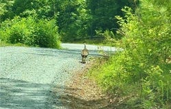 00000 Jumper Drive, Ellijay, GA 30540