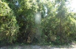 EDGEMOOR Trail, Palatka, FL 32177