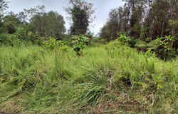 ROAD 7, Mountain View, HI 96771