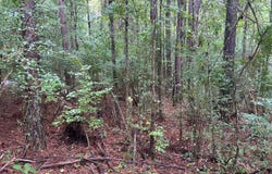Tbd Battle Rd., Ethel, LA 70730