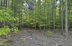 Parcel 8 Karnes Road, Glen Arbor, MI 49636
